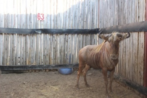 1 X GOUE WILDEBEES/GOLDEN WILDEBEEST WISSEKERKE