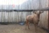 1 X GOUE WILDEBEES/GOLDEN WILDEBEEST WISSEKERKE