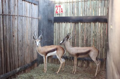 1 X SPRINGBOK/SPRINGBUCK BOERGEES