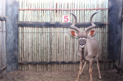 1 X KOEDOE/KUDU JENOBLI