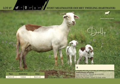 Dolly - Stoet Meatmaster Ooi met Tweeling (Hartwater)