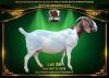 1 X BOER GOAT FLOCK PREGNANT DOE ESP Boer Goat Stud