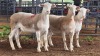 3 X WHITE DORPER EWE ACHTERHOEK BOERDERY (Per animal to take the lot)