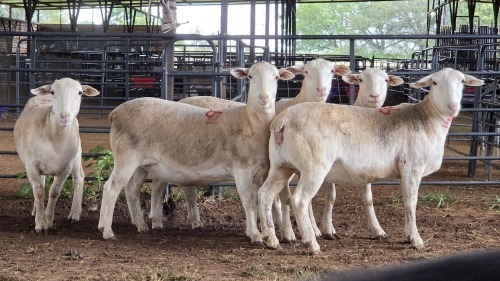 5 X WHITE DORPER EWE ACHTERHOEK BOERDERY (Per animal to take the lot)