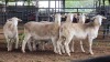 5 X WHITE DORPER EWE ACHTERHOEK BOERDERY (Per animal to take the lot)