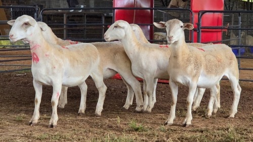 5 X WHITE DORPER EWE ACHTERHOEK BOERDERY (Per animal to take the lot)