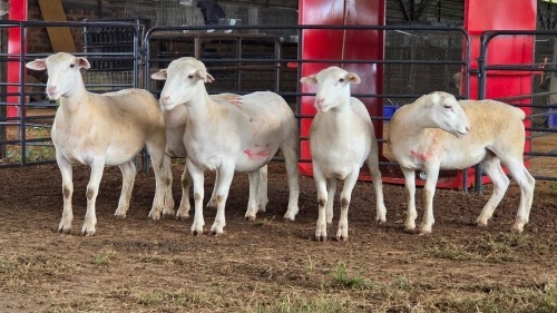 5 X WHITE DORPER EWE ACHTERHOEK BOERDERY (Per animal to take the lot)