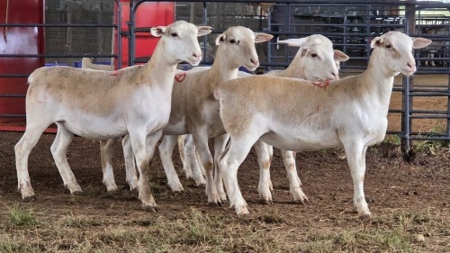 5 X WHITE DORPER EWE ACHTERHOEK BOERDERY (Per animal to take the lot)