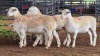 4 X WHITE DORPER EWE ACHTERHOEK BOERDERY (Per animal to take the lot)