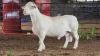 1 X WHITE DORPER RAM ACHTERHOEK BOERDERY