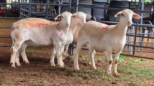 4 X WHITE DORPER EWE ACHTERHOEK BOERDERY (Per animal to take the lot)