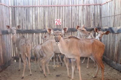 5 X KOEDOE/KUDU JENOBLI (PER STUK OM LOT TE NEEM)