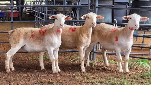 3 X WHITE DORPER EWE ACHTERHOEK BOERDERY (Per animal to take the lot)