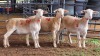 3 X WHITE DORPER EWE ACHTERHOEK BOERDERY (Per animal to take the lot)