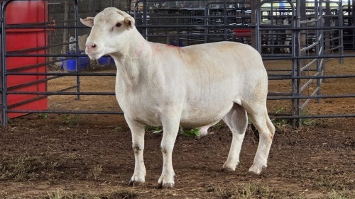 1 X WHITE DORPER RAM ACHTERHOEK BOERDERY