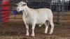 1 X WHITE DORPER RAM ACHTERHOEK BOERDERY