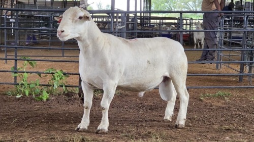 1 X WHITE DORPER RAM ACHTERHOEK BOERDERY