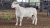 1 X WHITE DORPER RAM ACHTERHOEK BOERDERY