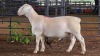 1 X WHITE DORPER RAM ACHTERHOEK BOERDERY