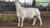 1 X WHITE DORPER RAM ACHTERHOEK BOERDERY