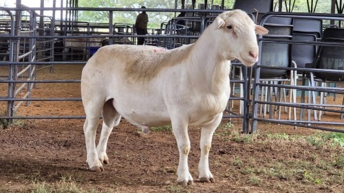 1 X WHITE DORPER RAM ACHTERHOEK BOERDERY