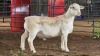 1 X WHITE DORPER RAM ACHTERHOEK BOERDERY