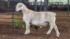 1 X WHITE DORPER RAM ACHTERHOEK BOERDERY