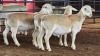 3 X WHITE DORPER RAM ACHTERHOEK BOERDERY (Per animal to take the lot)