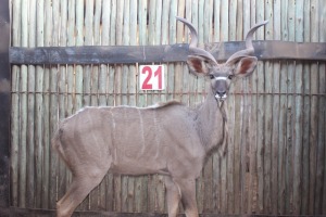 1 X KOEDOE/KUDU JENOBLI