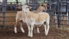 2 X WHITE DORPER RAM ACHTERHOEK BOERDERY (Per animal to take the lot)