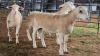 3 X WHITE DORPER RAM ACHTERHOEK BOERDERY (Per animal to take the lot)