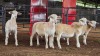 4 X WHITE DORPER RAM ACHTERHOEK BOERDERY (Per animal to take the lot)
