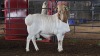 1 X RED HEAD PERSIE RAM FRANSCOIS BOUWER