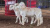 3 X WHITE DORPER RAM ACHTERHOEK BOERDERY (Per animal to take the lot)