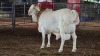 1 X RED HEAD PERSIE RAM FRANSCOIS BOUWER