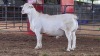 1 X WHITE DORPER RAM ACHTERHOEK BOERDERY