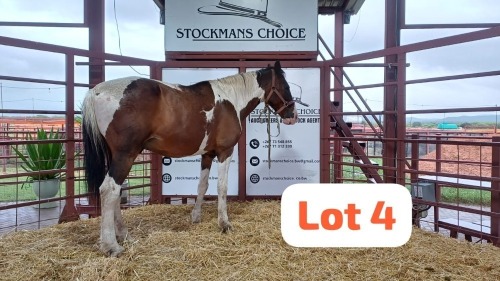 1 X Tswana Gelding Leon Steinberg