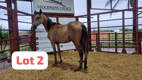 1 X Arabian Mare Leon Steinberg
