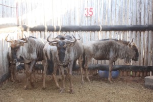 5 X BLOUWILDEBEES/ BLUE WILDEBEEST SUPREME (PER STUK OM LOT TE NEEM)