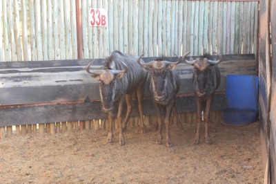 3 X BLOUWILDEBEES/ BLUE WILDEBEEST RIETFONTEIN W/D (PER STUK OM LOT TE NEEM)