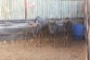 3 X BLOUWILDEBEES/ BLUE WILDEBEEST RIETFONTEIN W/D (PER STUK OM LOT TE NEEM)