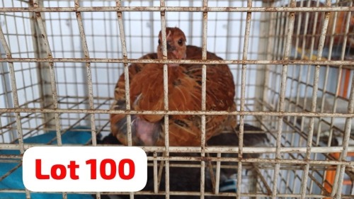 1 X Kalneck Hen Letsogile Dithothi