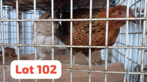 2 X Brahma x Tswana Hen Letsogile Dithothi (Per animal to take the lot)