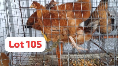 4 X Brahma x Tswana Rooster & Hen Letsogile Dithothi (Per animal to take the lot)