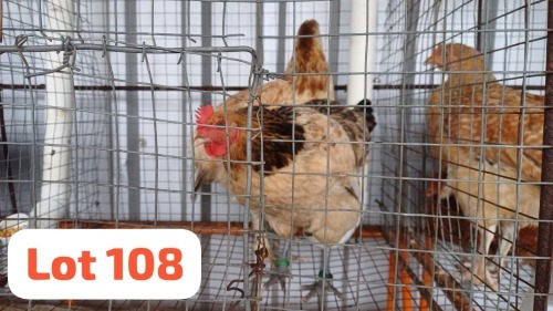 2 X Tswana Hen Letsogile Dithothi (Per animal to take the lot)