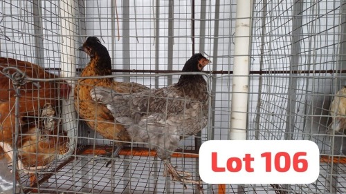 2 X Tswana Hen Letsogile Dithothi (Per animal to take the lot)