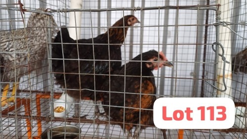2 X Brahma x Tswana Rooster & Hen Letsogile Dithothi (Per animal to take the lot)