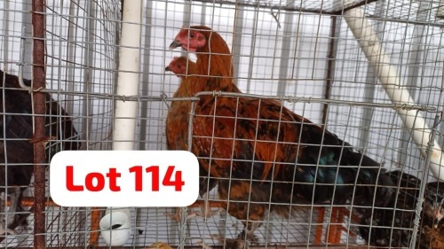 2 X Brahma Rooster Letsogile Dithothi (Per animal to take the lot)