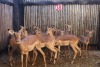 12 X ROOIBOK/IMPALA SUPREME (PER STUK OM LOT TE NEEM) - 2