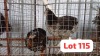 2 X Brahma x Bosveld Rooster & Hen Letsogile Dithothi (Per animal to take the lot)